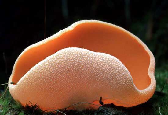 Aleuria aurantia - Mushroom Species Images